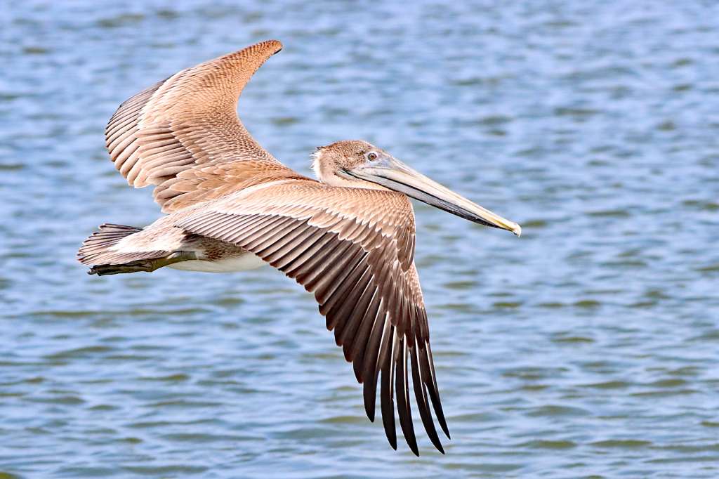 Pelican in Flight