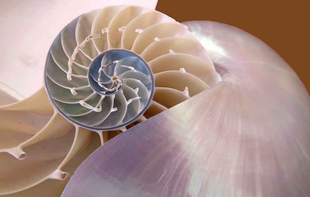 Shell on Nautilus