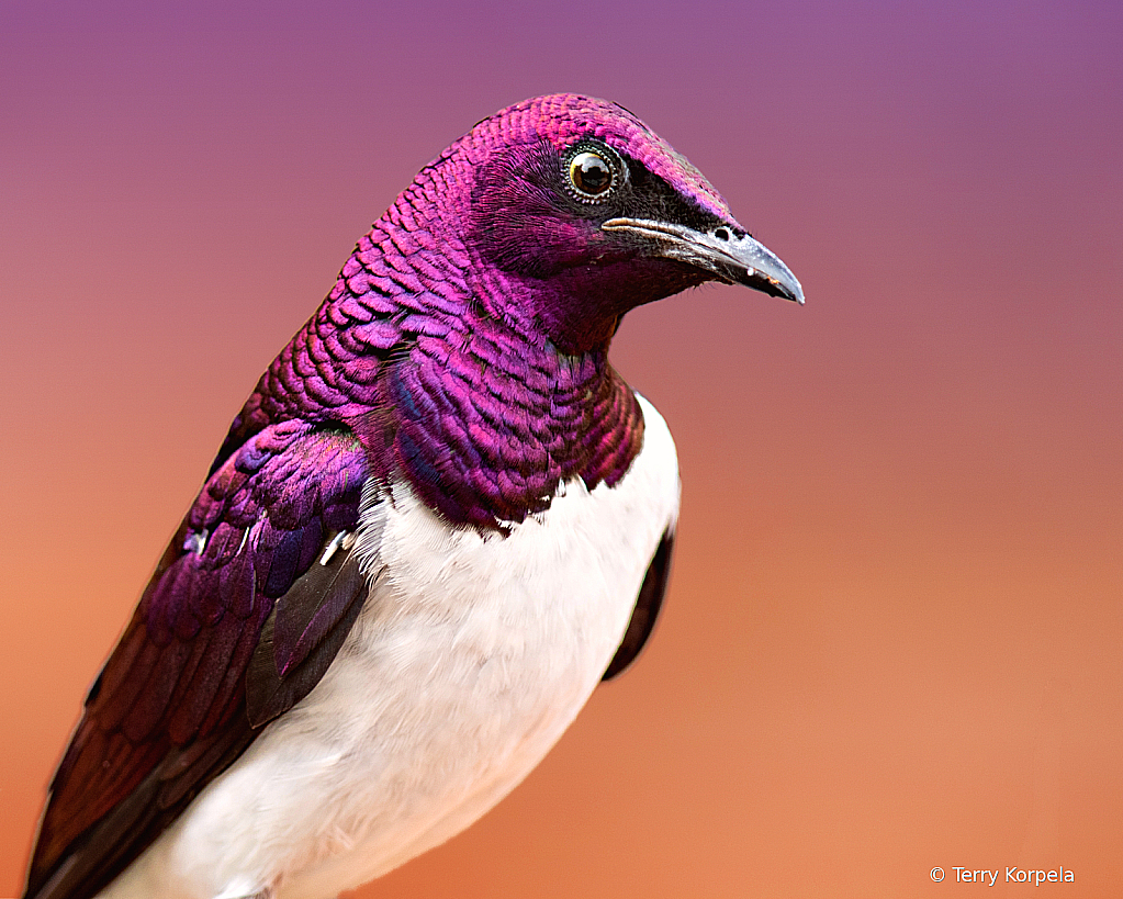 Violet-backed Starling (male) - ID: 16040159 © Terry Korpela