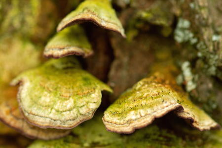 Some Fungus on a Log