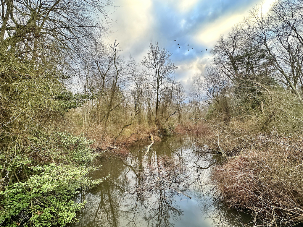 Natures Reflection