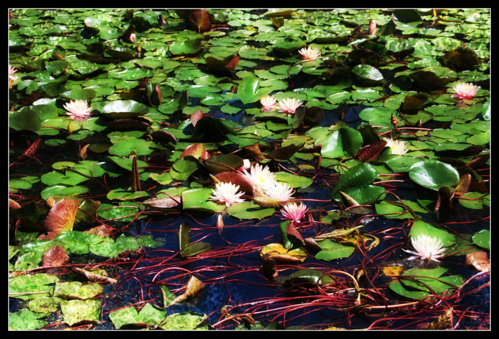 Waterlilies