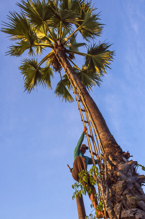 Palm tree climber