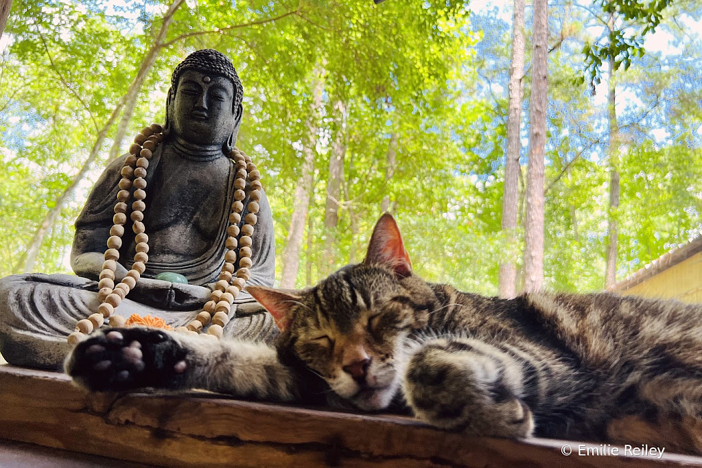 Buddha cat 