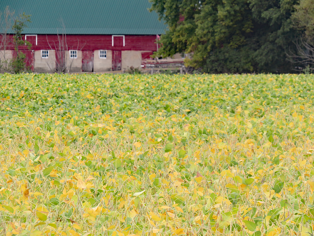 Beans And A Barn