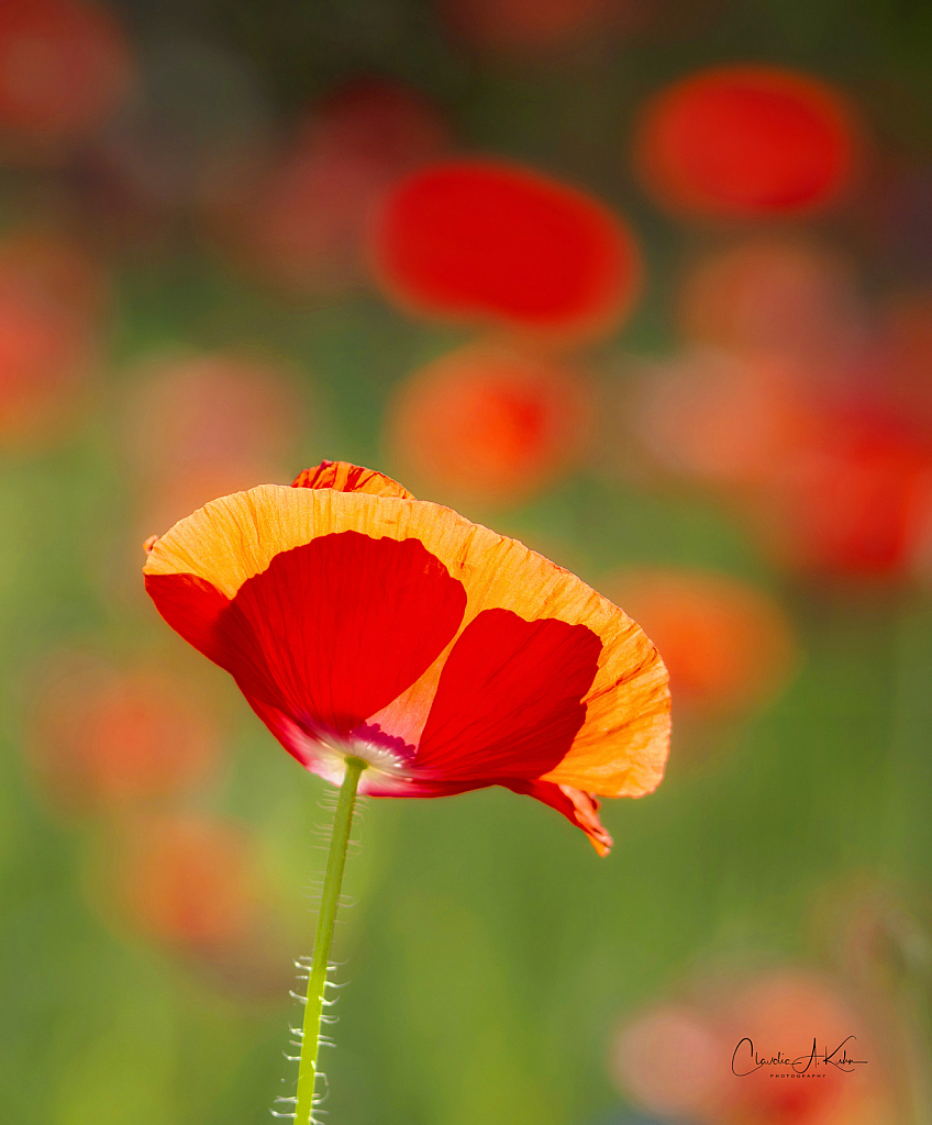 Petals of Red