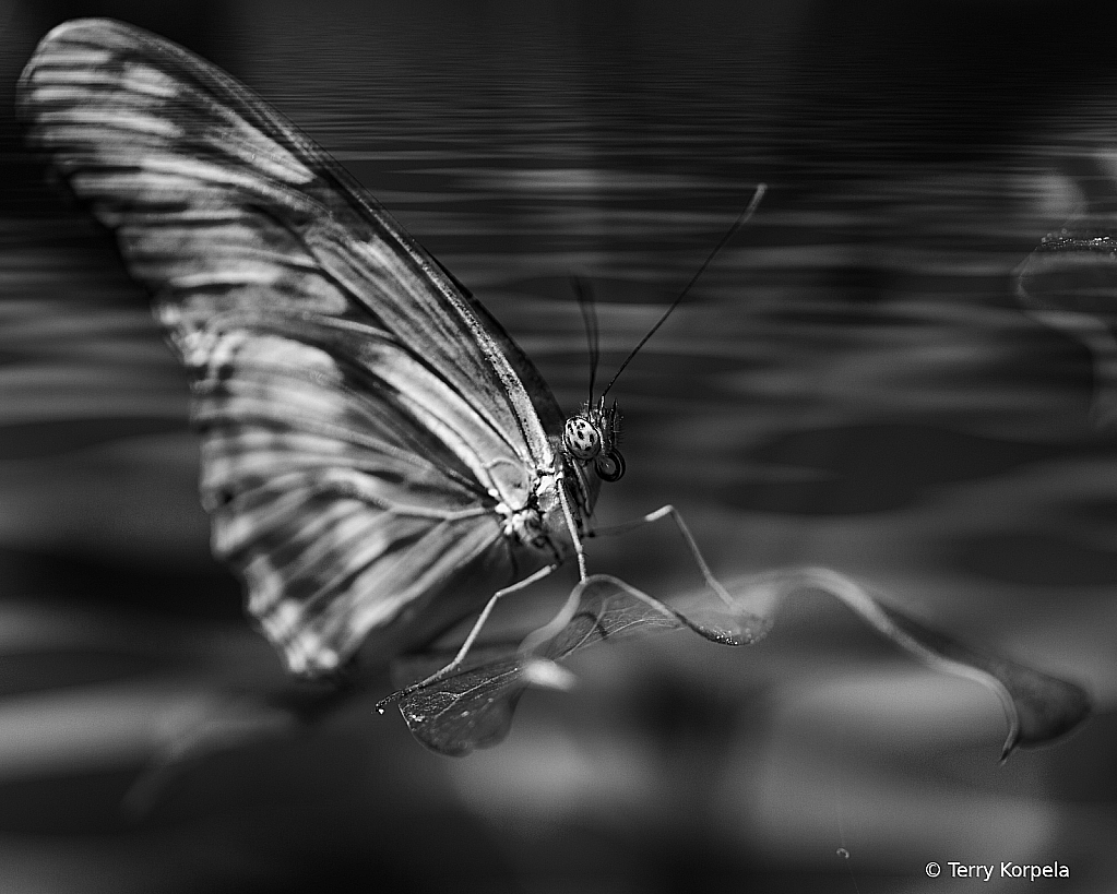 Butterfly B&W - ID: 16040403 © Terry Korpela