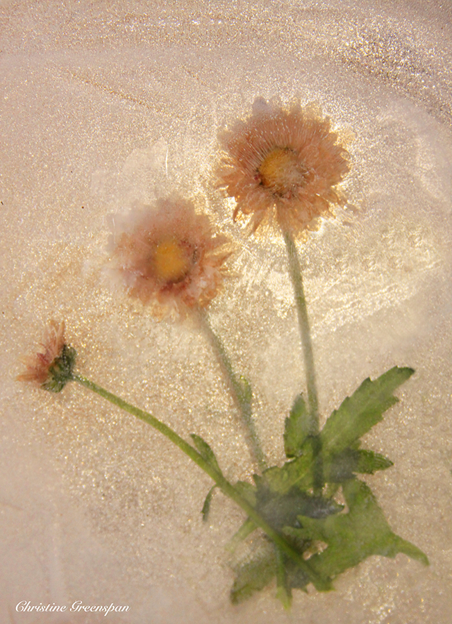 Frozen Flowers