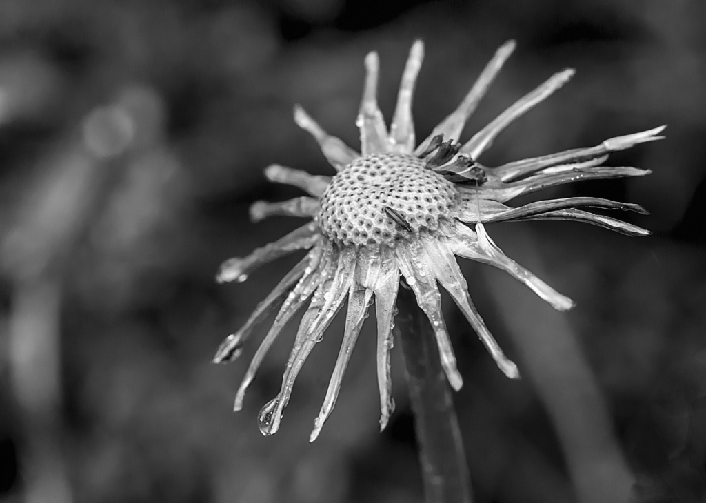 Dandy Seeds