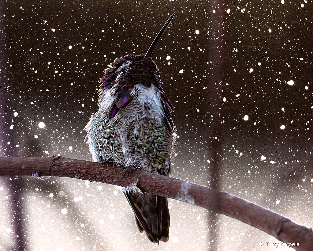 Costa Hummingbird - ID: 16040494 © Terry Korpela