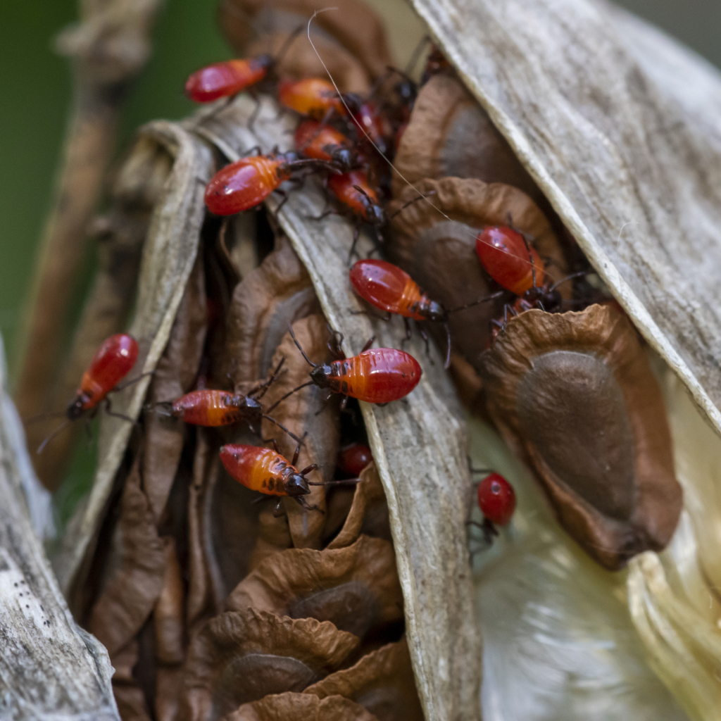 Milkweed Bugs