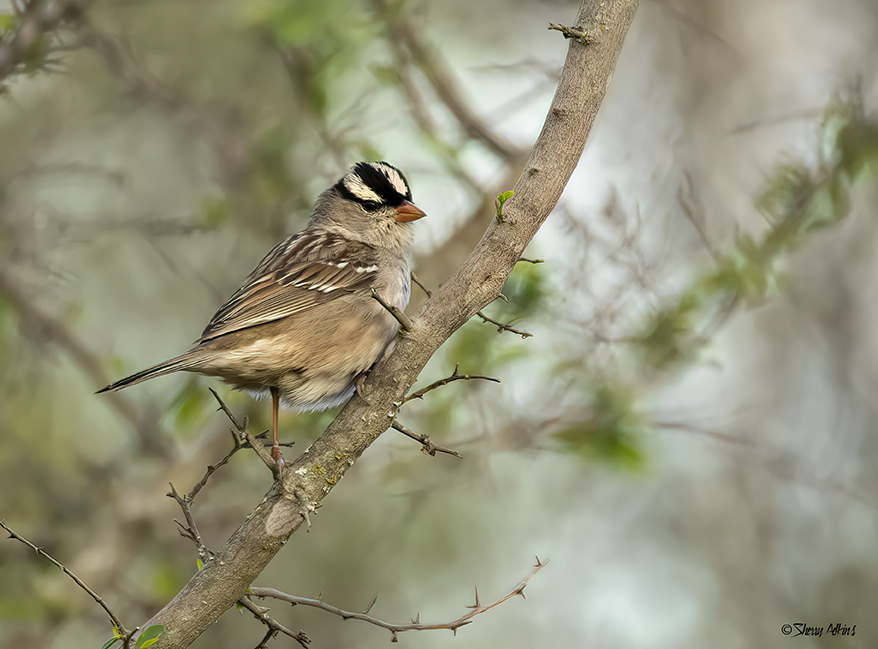 White-crowned Sparrow - ID: 16040597 © Sherry Karr Adkins