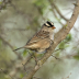 2White-crowned Sparrow - ID: 16040597 © Sherry Karr Adkins