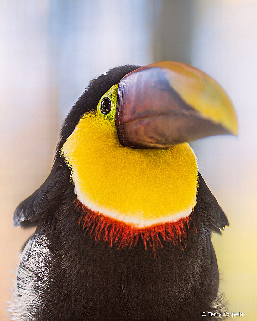 Chestnut-mandibled Toucan