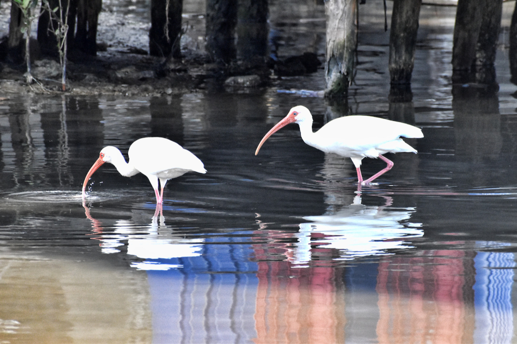 TWO BIRDS AND THEIR REFLECTION