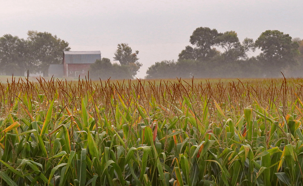 Corn, Fog And A Barn