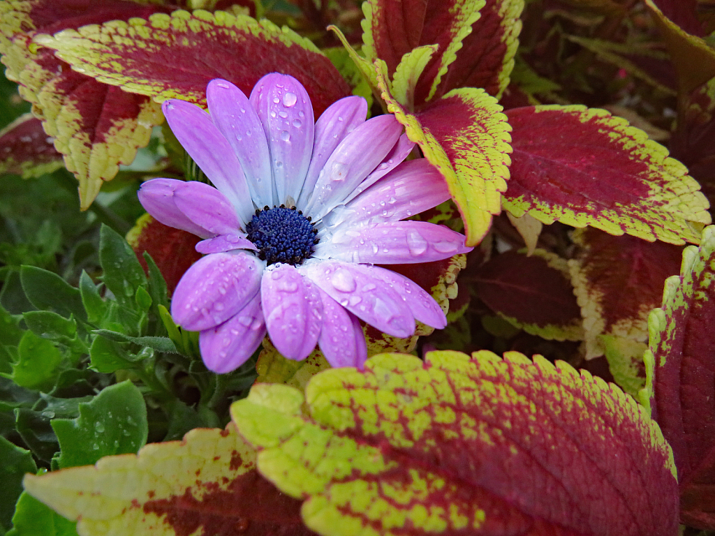 Leaves And Purple