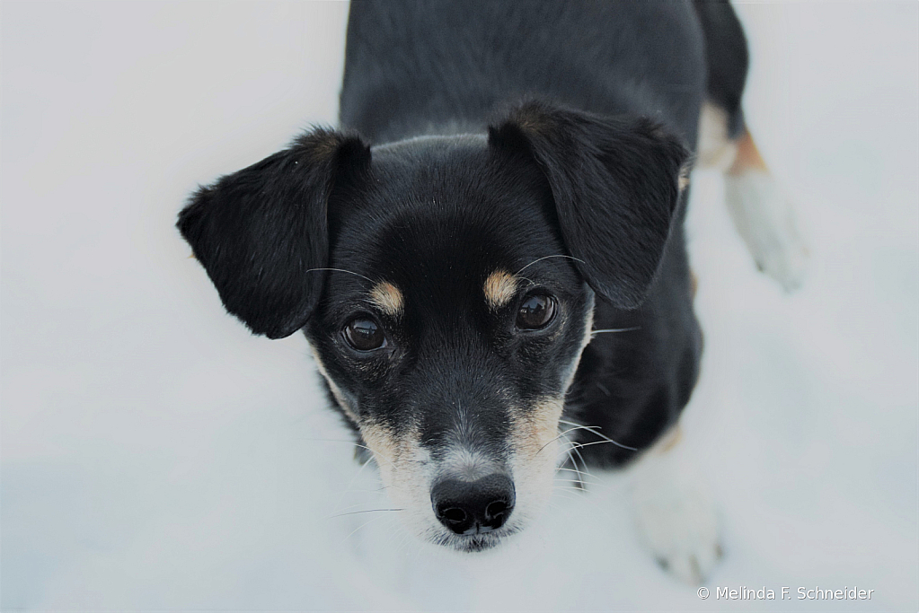 Snow Pup