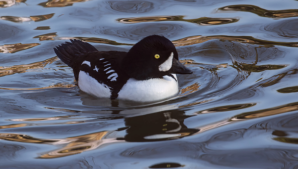 Male Golden Eye