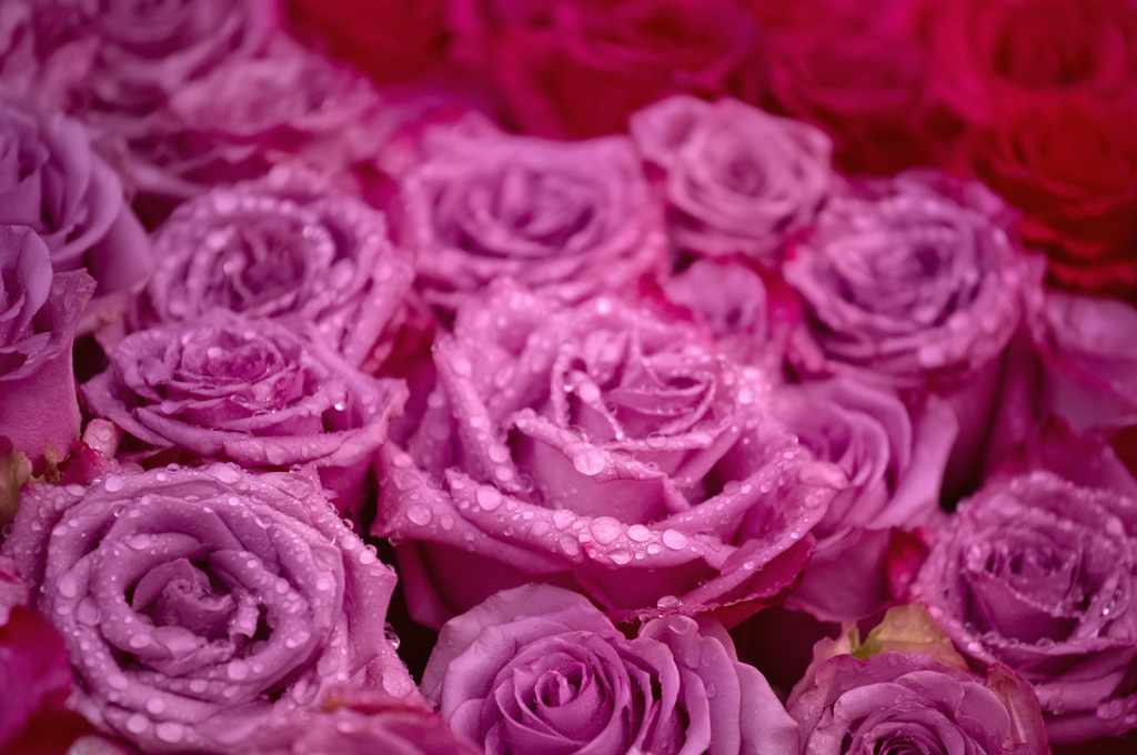 Bed of Roses - ID: 16040658 © Kelley J. Heffelfinger