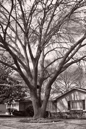 Our Old Tree