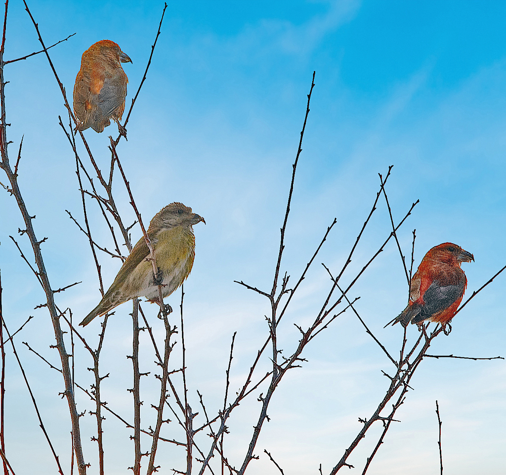 Threesome on the bare tree.