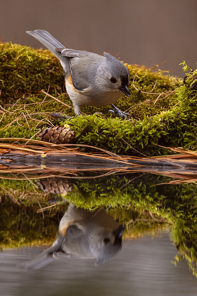 White Breasted Nuthatch