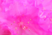 Rhodo