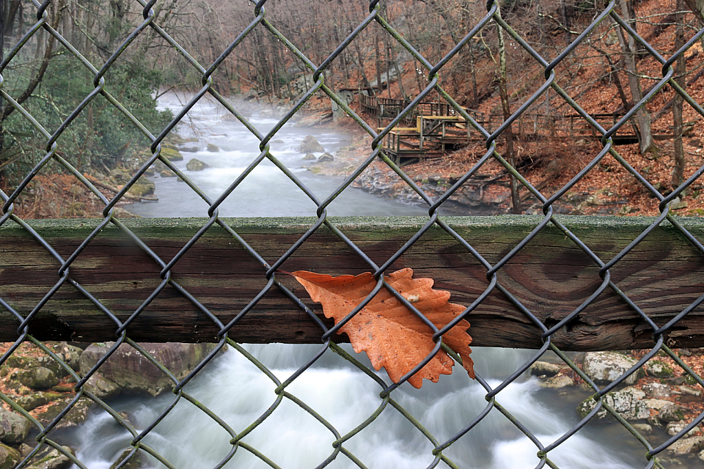 Behind the Fence