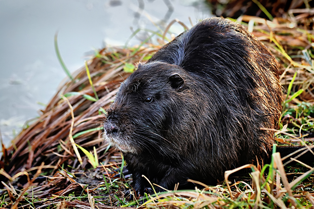 Nutria