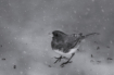 Snowbird