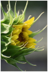 Sunflower Waiting