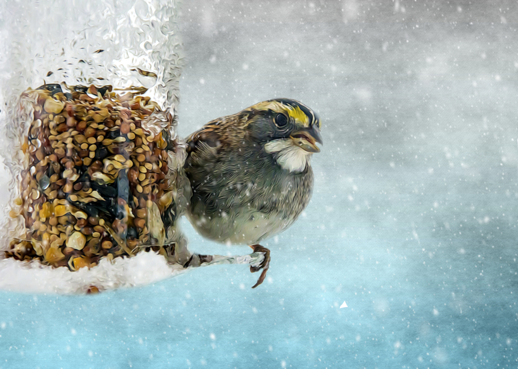 Winter Sparrow