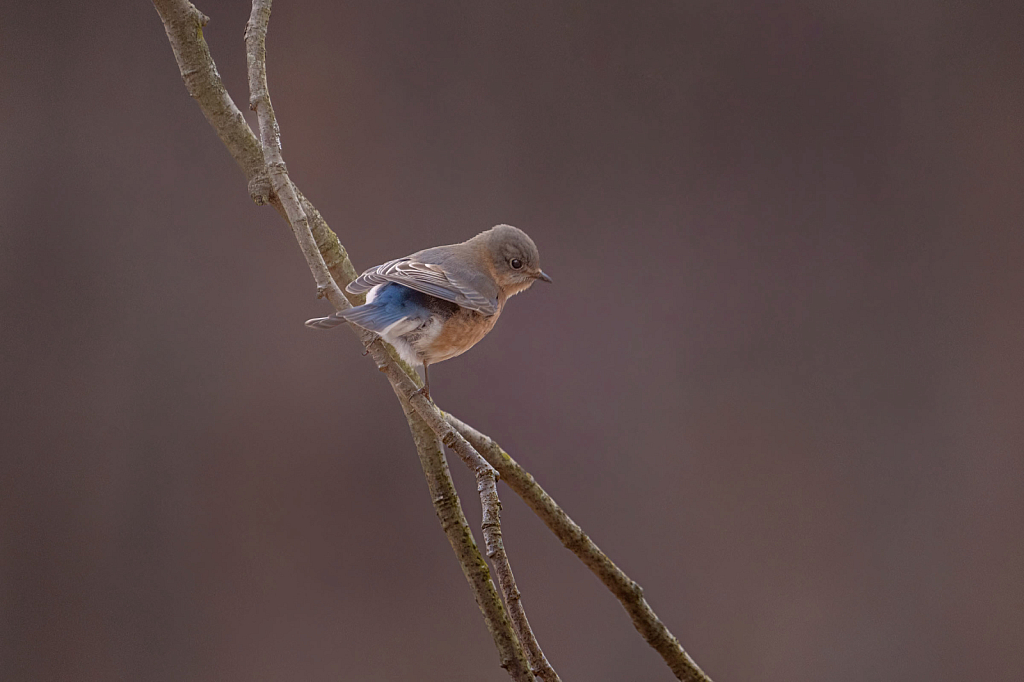 Bluebird on a Branch