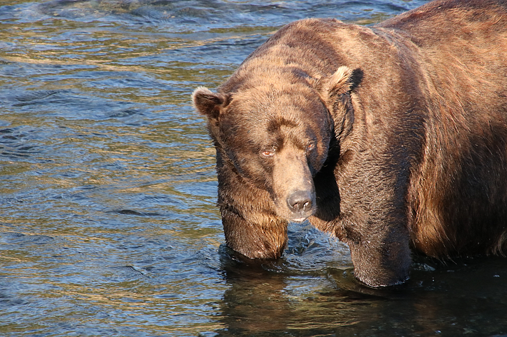 Katmai Bear