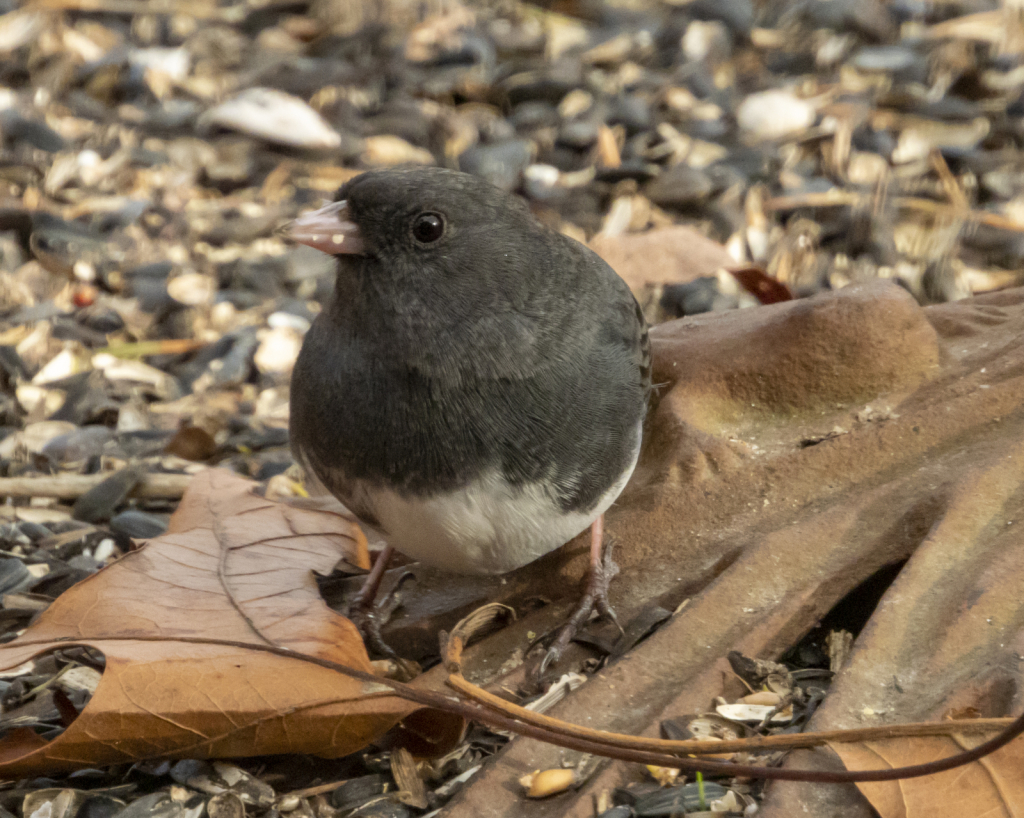 Junco