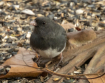 Junco