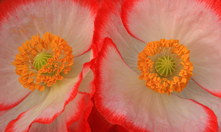 Twin Poppies