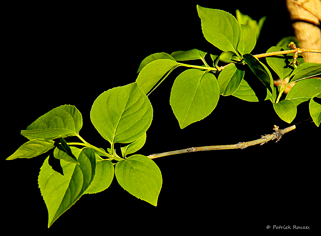 Green Leaves