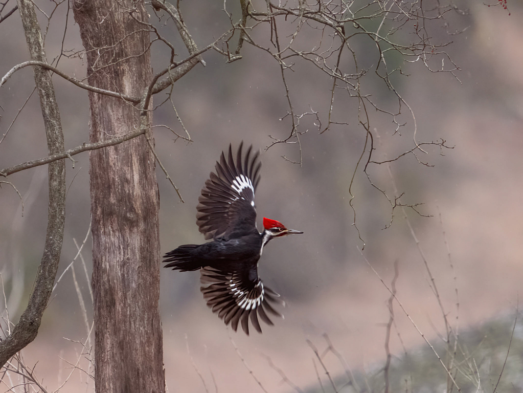 Pileated Woodpecker