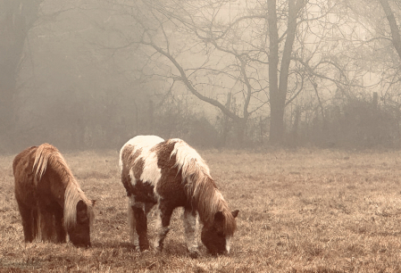 Horses in the mist 