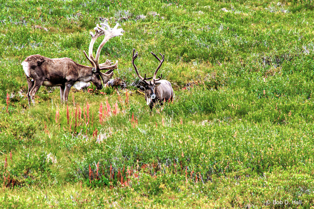 Caribou