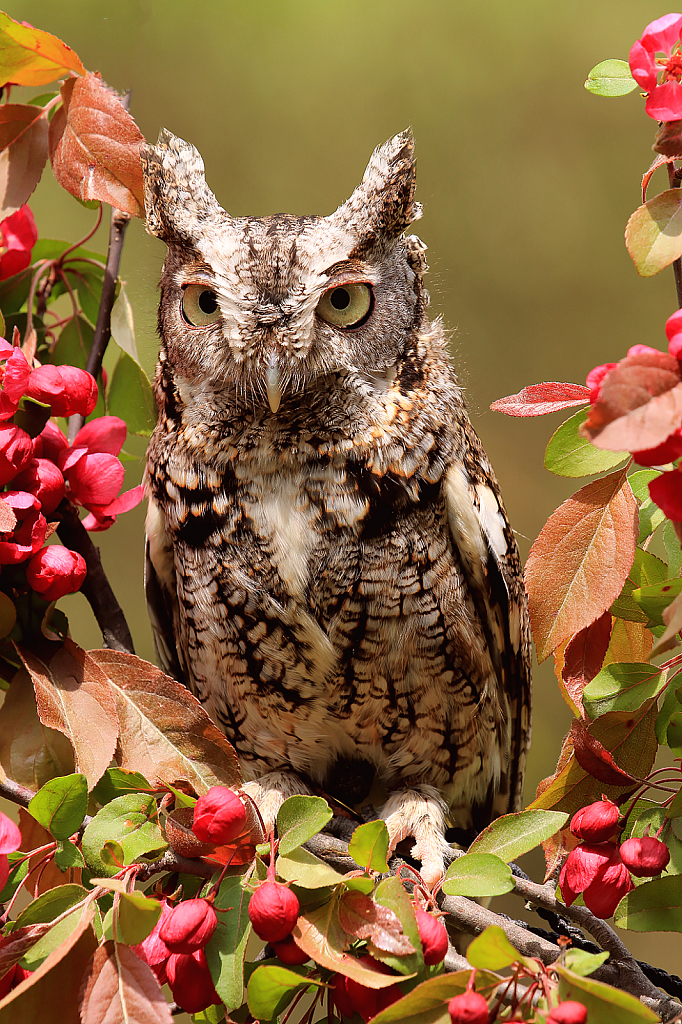 Screech Owl