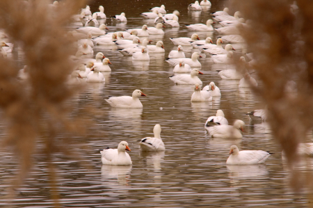 Snow Geese on the Pond
