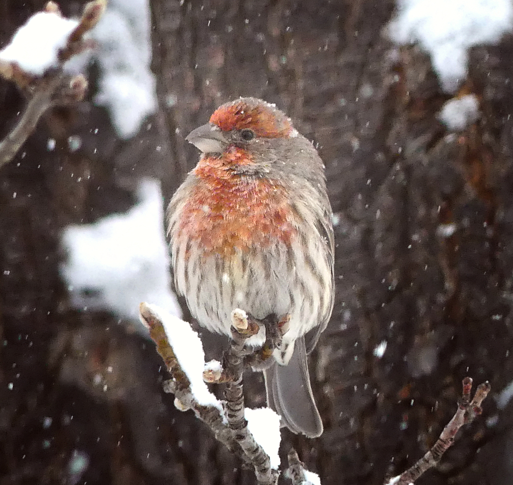 Snowy Day for a Finch