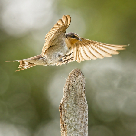 Landing in evening light