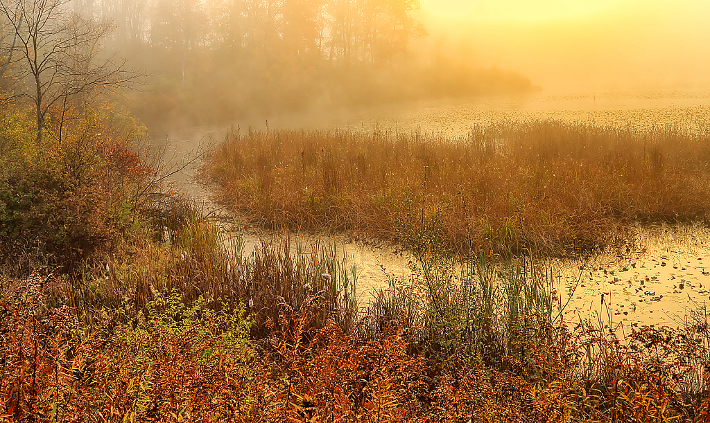 Misty Morning