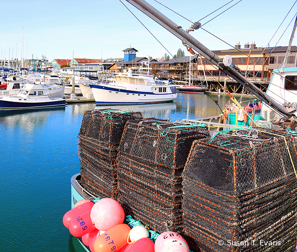 Crab Traps at the Marina