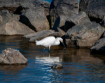 Egret