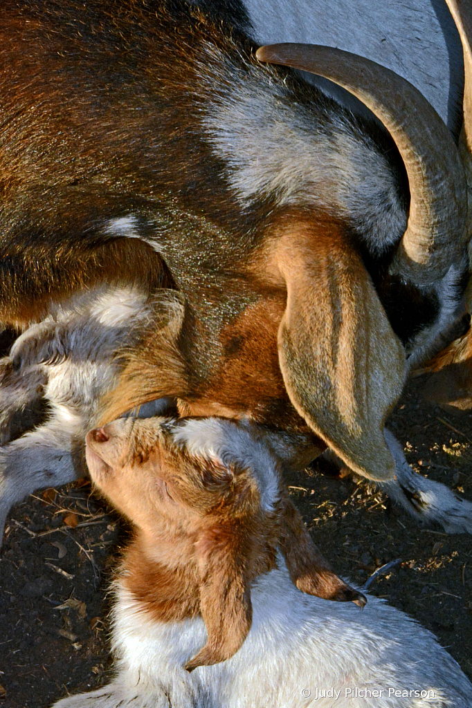 when mama's 'goat-ee' tickles my no